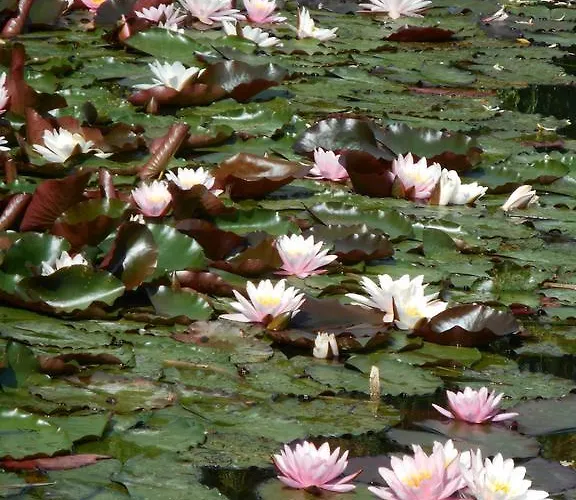 Alojamento de Acomodação e Pequeno-almoço Ferme De La Canardiere Chantilly